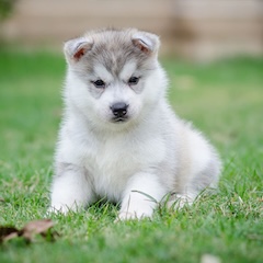husky